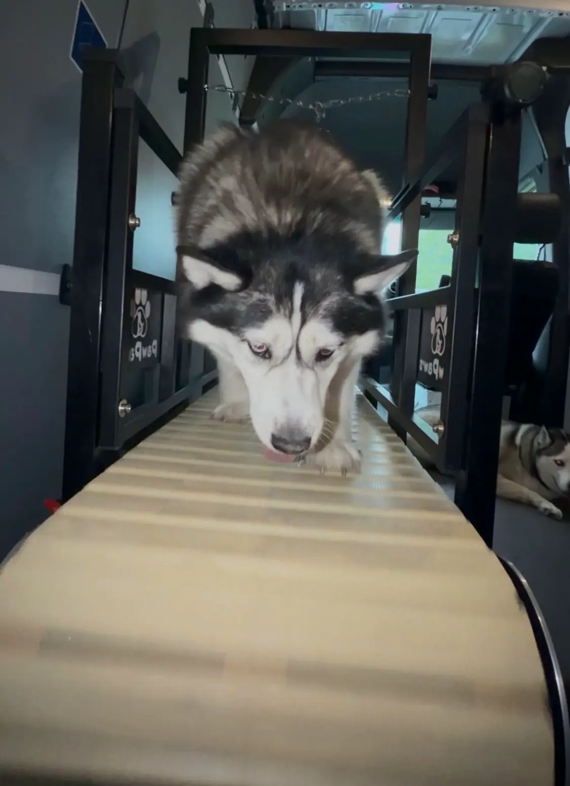 Husky walking on the slat treadmill inside the van