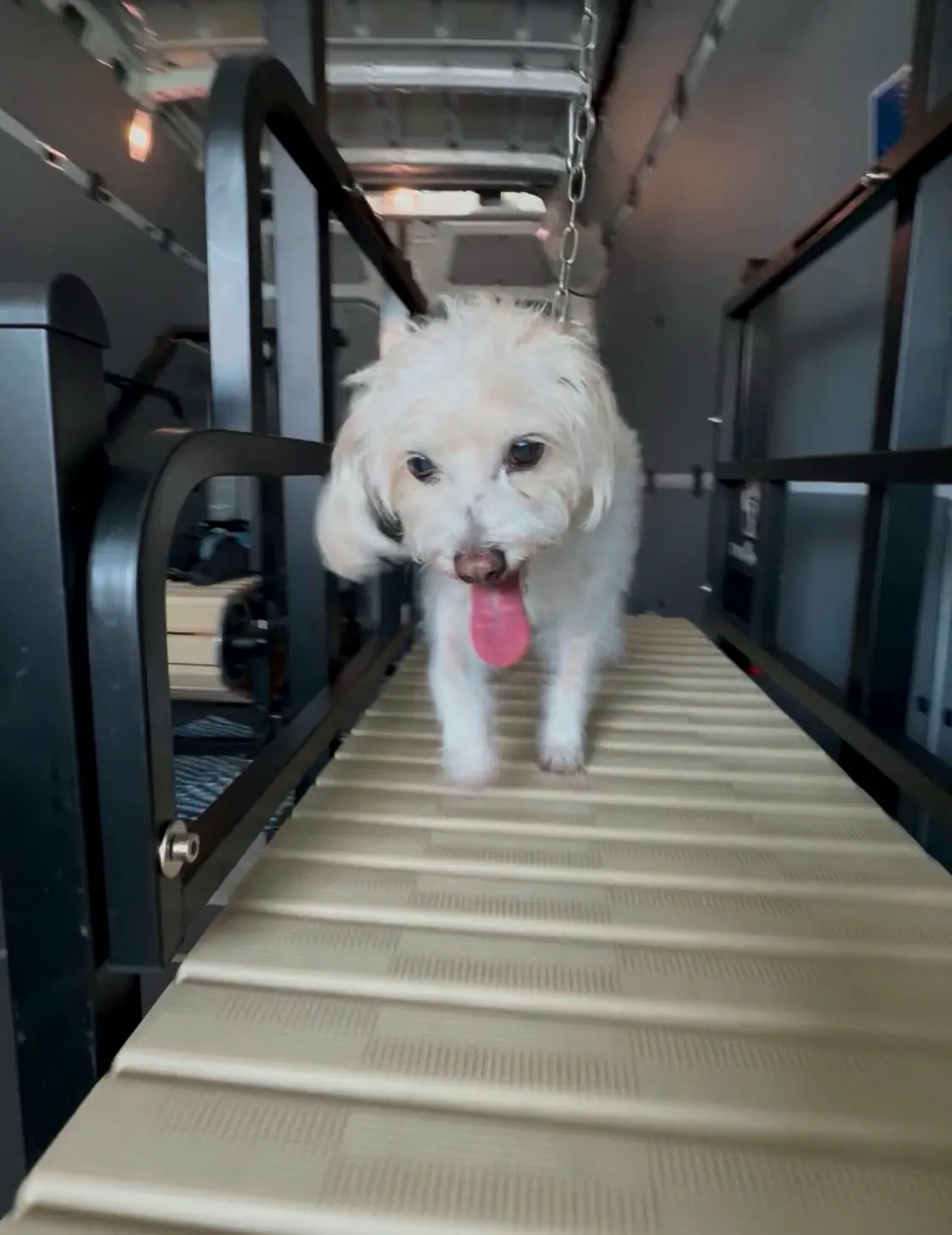 Small white curly-coated dog trotting on the treadmill