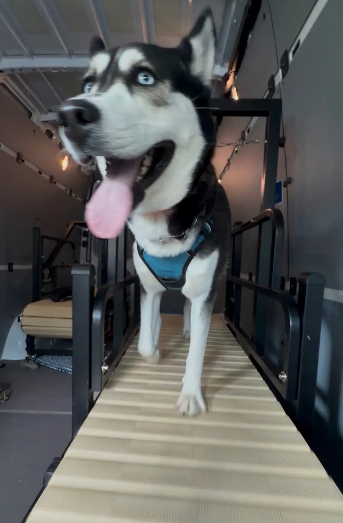 Black and white husky in a blue harness, mouth open, on the treadmill