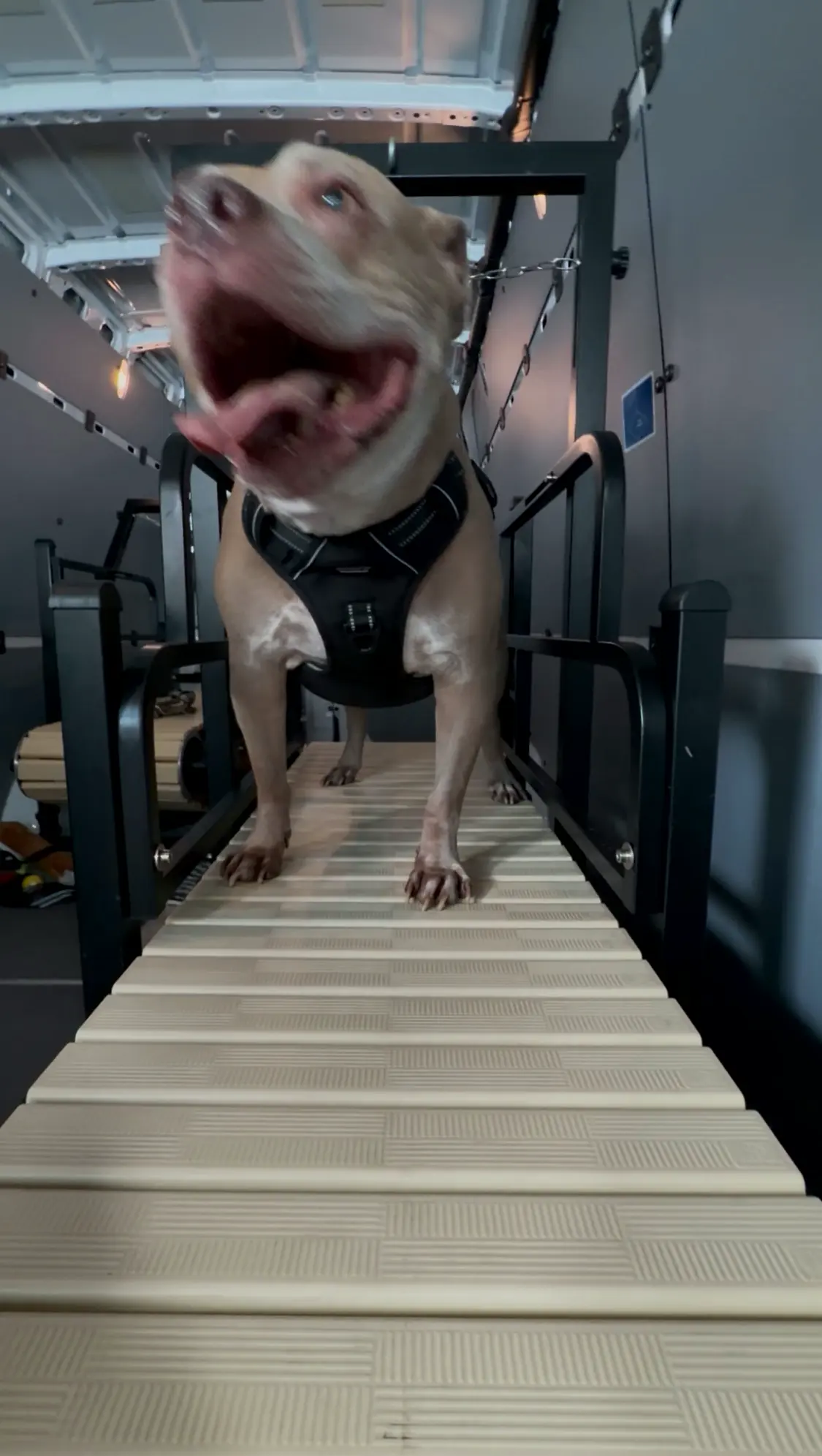 Grey pit bull type dog in a harness striding toward the camera